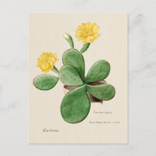 Prickly Pear Cactus Illustratie Briefkaart (Voorkant)