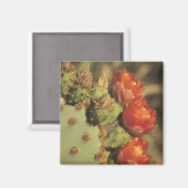 Prickly pear cactus in bloom, Arizona-Sonora 2 Magneet (Voorkant / Achterkant)