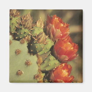 Prickly pear cactus in bloom, Arizona-Sonora 2 Magneet
