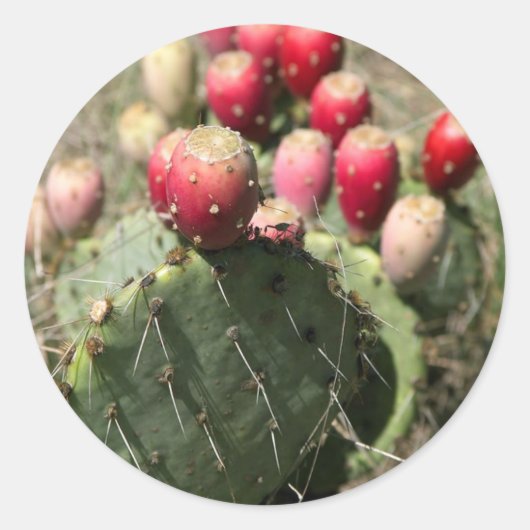 Prickly Pear Cactus in Texas Ronde Sticker (Voorkant)