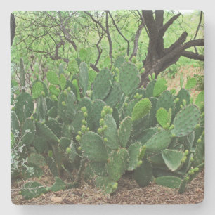 Prickly pear cactus in woestijn, Arizona, sq onder Stenen Onderzetter