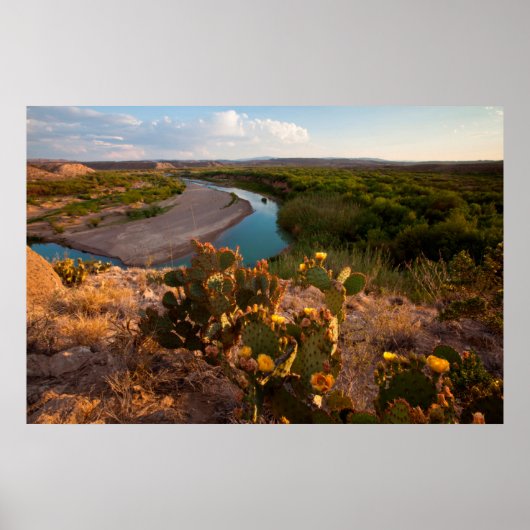Prickly Pear Cactus (Opuntia Sp.) Poster (Voorkant)