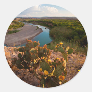 Prickly Pear Cactus (Opuntia Sp.) Ronde Sticker