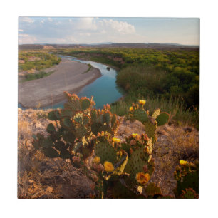 Prickly Pear Cactus (Opuntia Sp.) Tegeltje