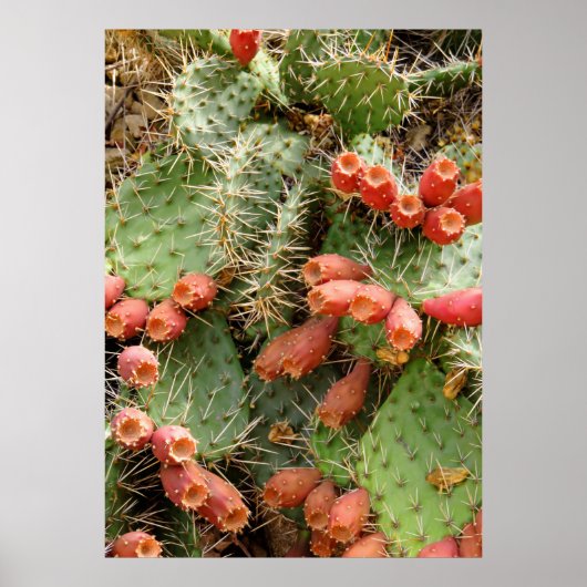 Prickly Pear Cactus Poster (Voorkant)