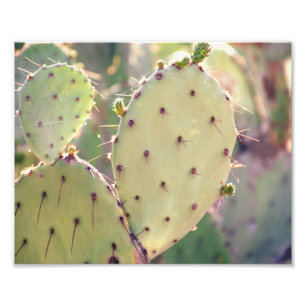 Prickly Pear Closeup   Impression photo