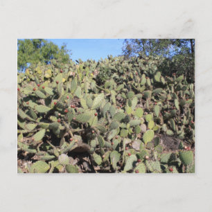 Prickly Pear Gifts Briefkaart
