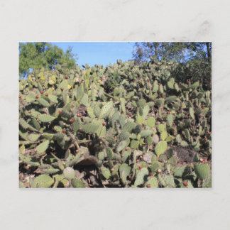 Prickly Pear Gifts Briefkaart