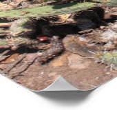 Prickly Pear Gifts Poster (Hoek)