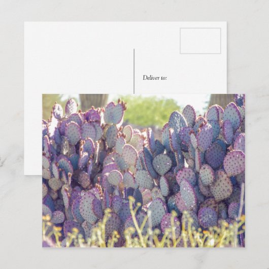 Prickly Pears | Carte postale (Devant / Derrière)