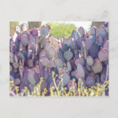 Prickly Pears | Carte postale (Devant)