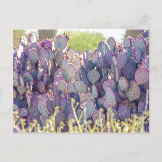Prickly Pears | Carte postale (Devant)