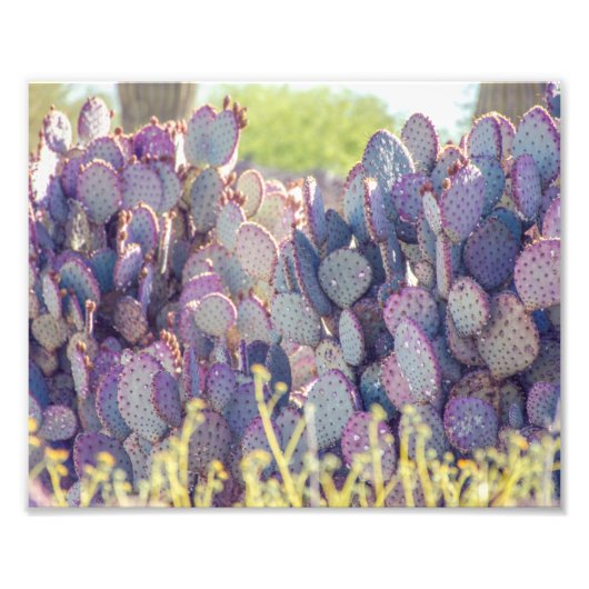 Prickly Pears | Impression photo (Devant)