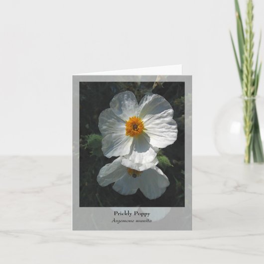 Prickly Poppy - Carte pour notes autochtone (Devant)