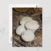 Prickly Puffs Mushroom Briefkaart (Voorkant / Achterkant)