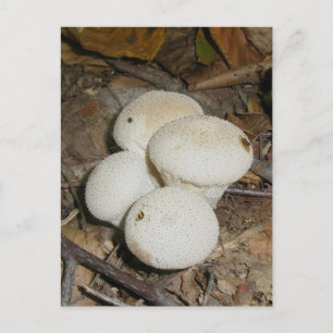 Prickly Puffs Mushroom Briefkaart