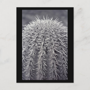 Pricks Cactus Sonoran Desert B&W Photo Cartes post