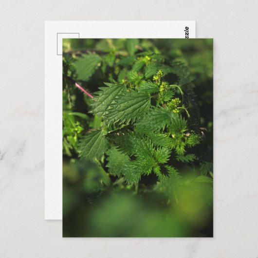 Prickus stekelnetel briefkaart (Voorkant / Achterkant)