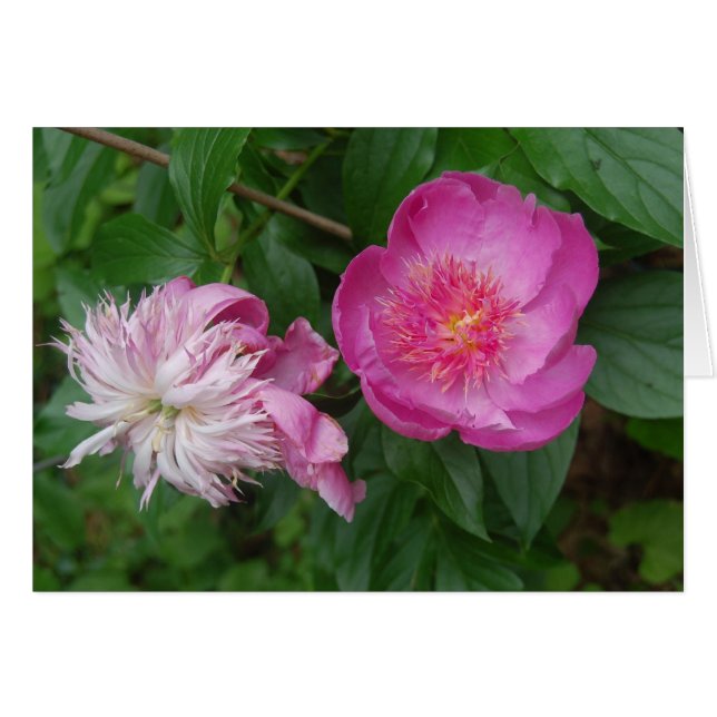 Pride en Prejudice (Voorkant Horizontaal)