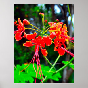 Pride of Barbados Canvasprint Poster