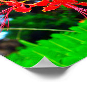 Pride of Barbados Canvasprint Poster (Hoek)