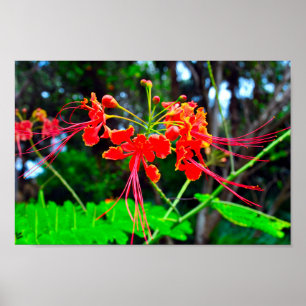 Pride of Barbados Canvasprint Poster