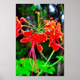 Pride of Barbados Canvasprint Poster