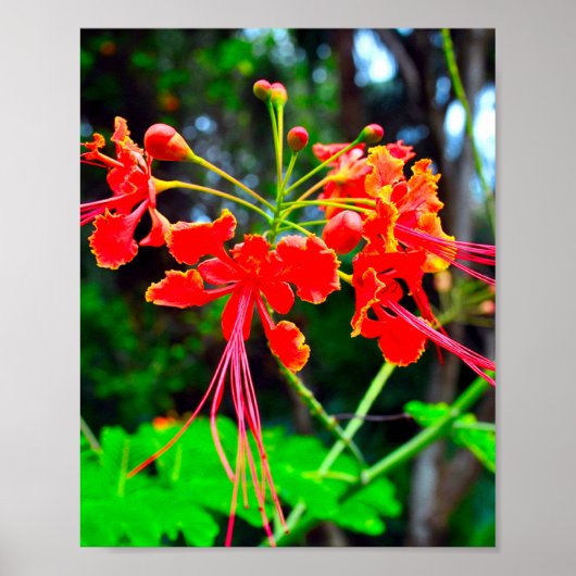 Pride of Barbados Stretched Canvas Print (Voorkant)