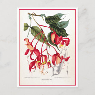 Pride of Burma Orchid Tree Illustratie Briefkaart