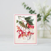 Pride of Burma Orchid Tree Illustratie Briefkaart (Staand voorkant)