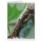 Prier Insecte Mantis (Devant)