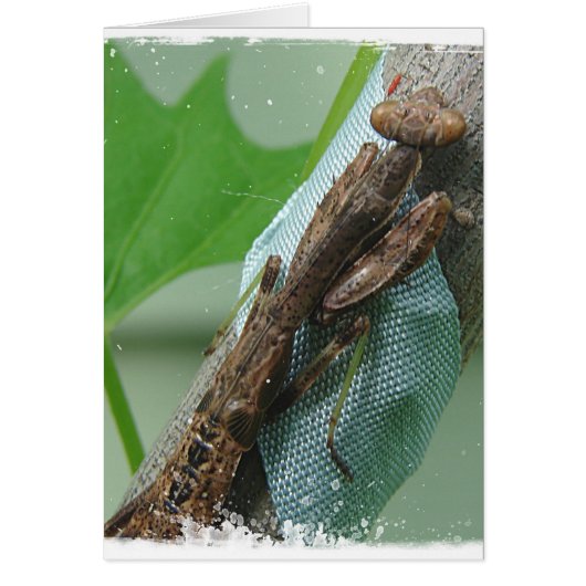 Prier Insecte Mantis (Devant)