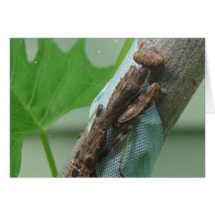 Prier Insecte Mantis