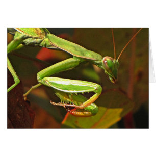 Prier Mantis