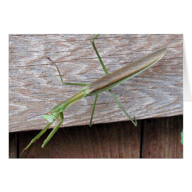 Prier Mantis (Devant horizontal)