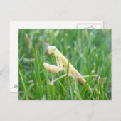 Prier Mantis en Grass carte postale (Devant / Derrière)