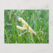 Prier Mantis en Grass carte postale (Devant)