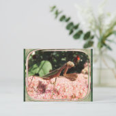 Prière Mantis 64 ~ carte postale (Debout devant)