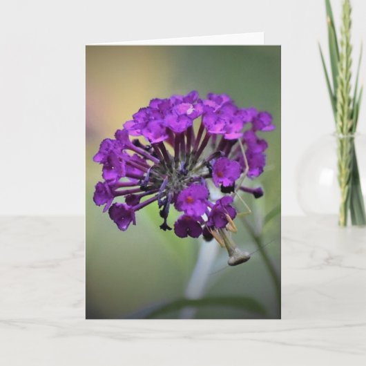 Prière Mantis, carte (Devant)