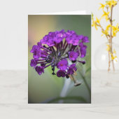 Prière Mantis, carte (Fleur jaune)