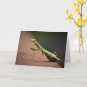 Prière Mantis, carte (Fleur jaune)