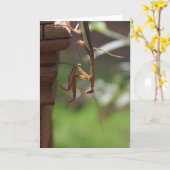 Prière Mantis, carte (Fleur jaune)