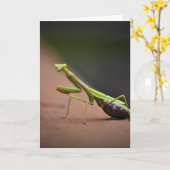 Prière Mantis, carte (Fleur jaune)
