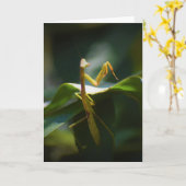 Prière Mantis, carte (Fleur jaune)