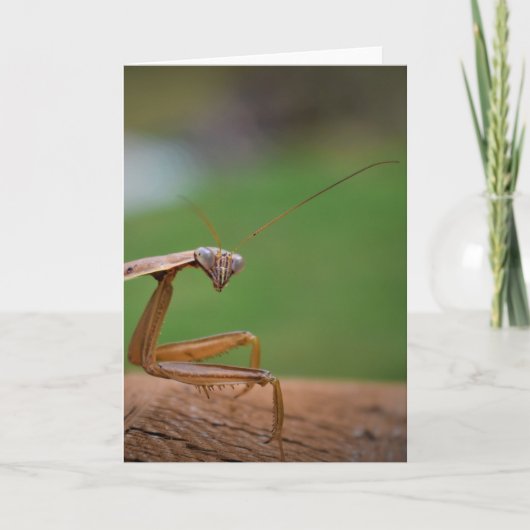 Prière Mantis, carte (Devant)