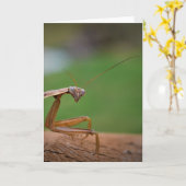 Prière Mantis, carte (Fleur jaune)