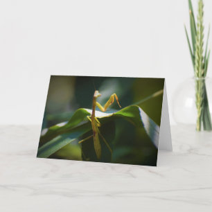 Prière Mantis, carte