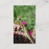 Prière Mantis Carte de visite de la photographie d (Dos)