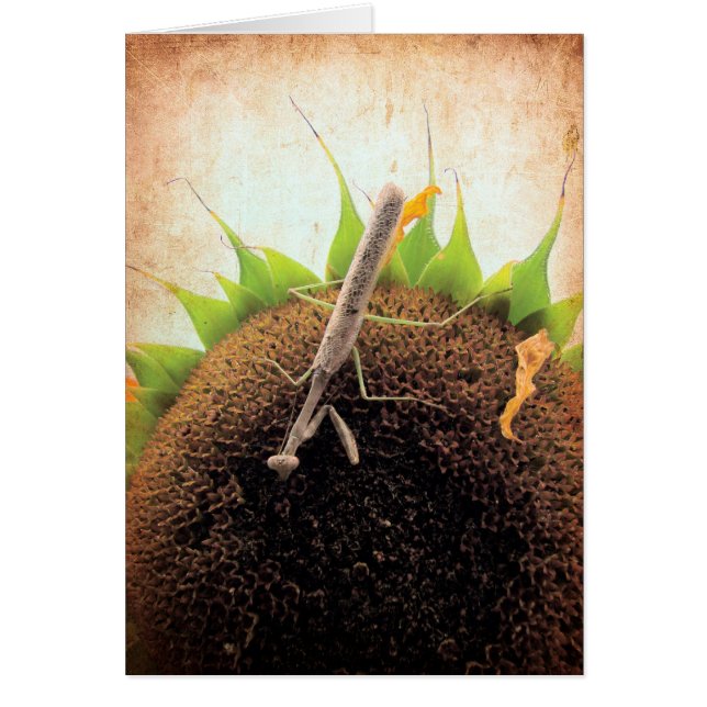 Priez Pour Le Soleil (Devant)