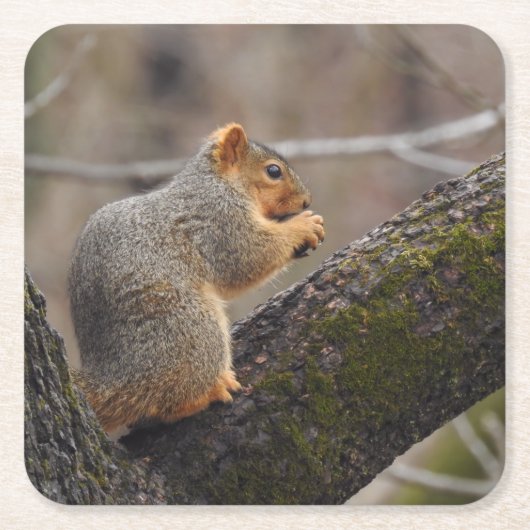 Prijs van de eekhoorn vierkante kartonnen onderzetter (Voorkant)